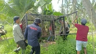 Ulah Harimau di Indragiri Hilir, Bunuh 9 Ternak tapi Tak Dimakan