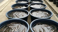 Trik Kolam Kecil Bisa Panen Lele Melimpah, Raih Untung Maksimal di Lahan Terbatas
