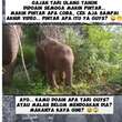 Gajah Tari di Taman Nasional Tesso Nilo Ulang Tahun ke-1, Banjir Ucapan Selamat dan Disebu...