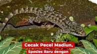 Cecak Pecel Madiun, Spesies Cecak Baru Dinamai dari Kuliner Jawa Timur