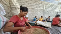 Hari Kopi Sedunia: Puluhan Petani di Kintamani Dilatih Jaga Keberlangsungan Kopi Arabika