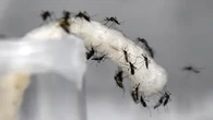 Peneliti Sebut Nyamuk Wolbachia Bukan Hasil Modifikasi Genetik di Laboratorium