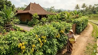 9 Pohon Buah Punya Fungsi Ganda sebagai Pagar Alami Sekaligus Penghasil Panen Lezat