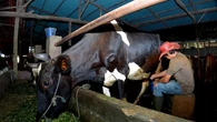 Didukung Pemberdayaan BRI, Klaster Susu Mulya Abadi Ponorogo Sukses Tingkatkan Kapasitas P...