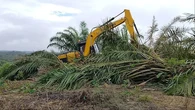 Pohon-Pohon Sawit di Lahan Taman Nasional Tesso Nilo Mulai Ditebang demi Pulihkan Lingkung...