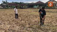 Pilu Petani di Sukabumi, 50 Hektare Lahan Persawahan Krisis Air Akibat Irigasi Rusak