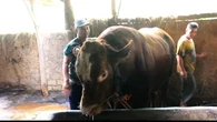 Sapi Kurban Jumbo Presiden Prabowo dari Sukabumi, Harga Rp110 Juta Perawatan Khusus Mandi ...