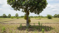 Top 3 Citizen6: Pohon Buah untuk Tumpang Sari di Sawah hingga Waktu Terbaik Olahraga Jalan...