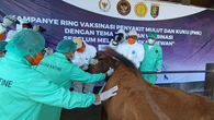 Jelang Idul Adha, 2.000 Ekor Sapi di Lampung Divaksin untuk Cegah Wabah PMK