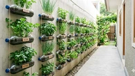 8 Ide Lorong Samping Rumah yang Bisa Menghasilkan Panen Harian, Dapur Selalu Punya Stok Sa...