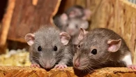 Heboh Warga Pangkep Meninggal karena Kencing Tikus, Ini Hasil Laboratorium