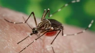 Toronto confirms its 1st human case of West Nile virus in 2025
