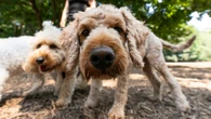 City council approves $45K for temporary, leash-free dog park in Waterloo