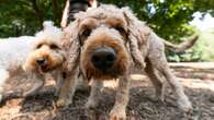 Commercial dog walkers oppose ban from area at city park