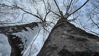 How scientists in Atlantic Canada are working to keep forests healthy