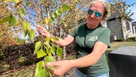 London's hot, dry weather continues to be tough on trees