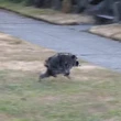Meet Jimothy, the unusually round Seattle raccoon capturing hearts worldwide