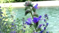 Pretty but invasive: Blueweed blooms cause a stir in Kimberley
