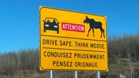 Man dies in Route 7 collision after vehicle swerves to avoid moose, RCMP say