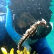 #TheMoment a N.S. snorkeller swam with 11 seahorses