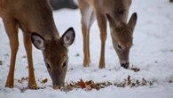 Epizootic hemorrhagic disease found among deer in Grand Forks, B.C.