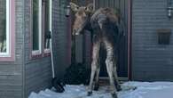 What to do if there's a moose at your door? This B.C. woman had to figure it out