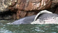 'Very sad and tragic': Humpback whale found dead off Keats Island, B.C.