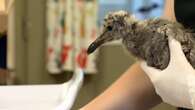 Baby seagulls rescued after falling or jumping from nests in B.C.