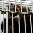 Japan sends in the military to deal with surge in bear attacks