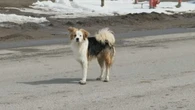 City of Iqaluit running out of dog tags after changing rules for euthanizing loose pets