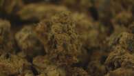 Illicit cannabis contains more pesticides, less potent, says research council