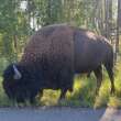 5 bison dead after 2 vehicles hit them in Elk Island National Park: Parks Canada