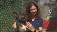 If you're hot, they are too: How to keep your dog cool this summer