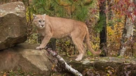 Farm owners blame cougar for killing 3 sheep and an emu on Vancouver Island