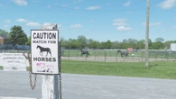 Progress on new Fredericton school means horses must leave Exhibition Grounds
