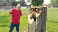 Resident angered by Windsor decision to cut Wilson Park trees to make way Adie Knox upgrades