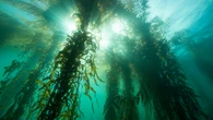 Kelp forests once covered part of the northern Salish Sea, UVic study finds