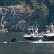 Orcas put on 'quite the show' for B.C. boaters in Howe Sound