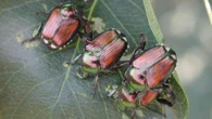 Invasive Japanese beetles found outside downtown core in Kamloops, B.C.