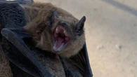 City of Martensville, Sask., advises residents to be wary of bats after person bitten on neck