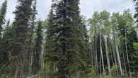 Yukon opens some woodlots for commercial firewood harvesters year-round