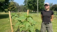 Pilot project introduces fresh fruit to Fredericton park