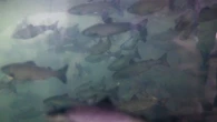 About 400,000 salmon dead at N.L. fish farm, says Mowi
