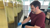 P.E.I. hatchery says it's produced 1st MSX-resistant oyster seed in Canada 
