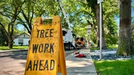 Saskatoon warns of 'ecological emergency' after record number of cases of Dutch elm disease