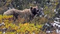 Hunter in Alaska recovering after being mauled by bear and shot amid effort to fend it off