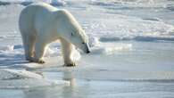 New 'burr on fur' tracker provides insight on polar bear behavior