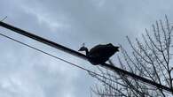 3 years after B.C. village's resident peacocks disappeared, new sightings have locals talking