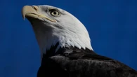 American fugitive among 5 facing poaching, trafficking charges for killing raptors in Alberta