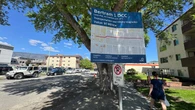Removal of mature shade trees for downtown Kelowna bike lane project draws criticism from some residents